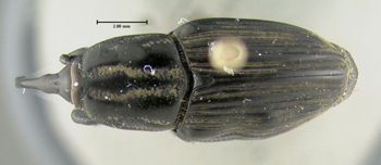 Media type: image;   Entomology 603339 Aspect: habitus dorsal view